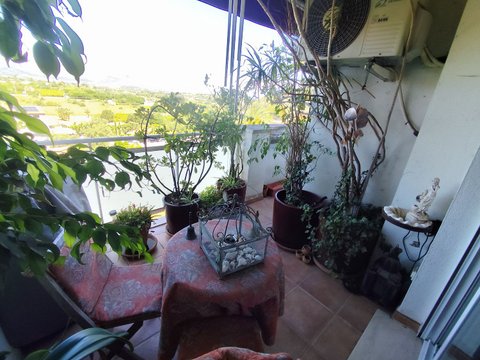 Centro, Pedreguer