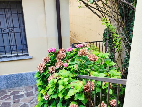 Borgo Ticino, Pavia